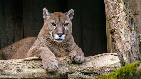 Mountain Lion Killed In Crash On I 88 In Dekalb County Wildlife