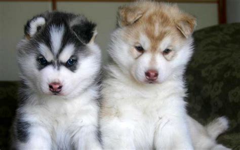 Cute Husky Puppies Pictures