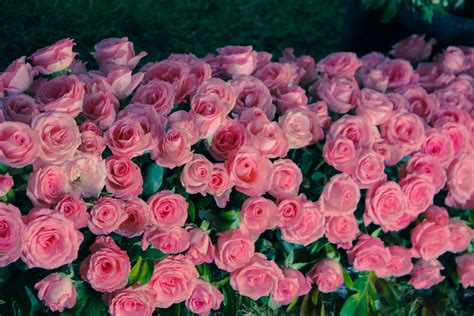 Images Gratuites Fleur Pétale Rose Parterre De Fleurs Des Roses