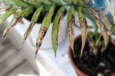 Common Reasons For A Palm Tree Dying And How To Revive It