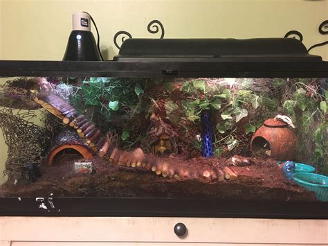 My Crabitat 20 Gallon Tank For My 6 Hermit Crabs Hermit Crab Tank