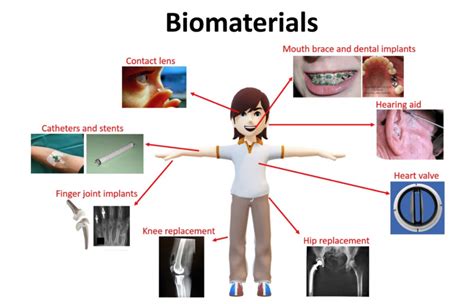 Biomaterials Randd Outsourced Research And Development Indivenire