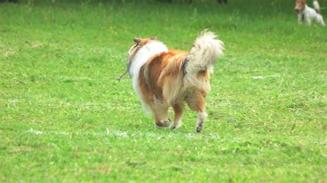 Rough Collie Dog Is Running In Slow Motion Stock Footage Sbv 323176258