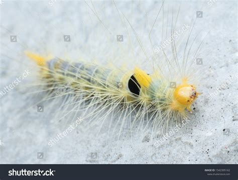 Photo De Stock Closeup Tussock Moth Larvae Caterpillar 1542395162