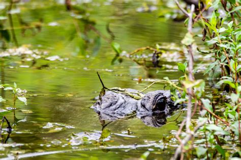 Alligator Eyes In Everglade National Park Fringe Photography Llc