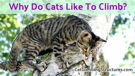 why do cats like to climb to high places cat climbing structures