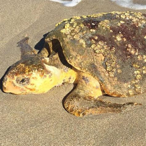 Injured Sea Turtle Rescued By Locals Is Recovering The Dodo