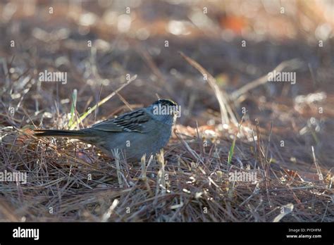 Golden Crowned Sparrow Stock Photo Alamy