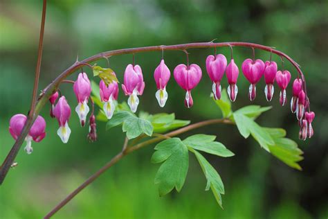 Growing And Caring For Common Bleeding Heart