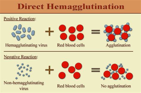 A coagulation laser produces light in the visible green wavelength that is selectively absorbed by hemoglobin, the pigment in red blood cells, in order to seal. Difference Between Agglutination and Coagulation ...