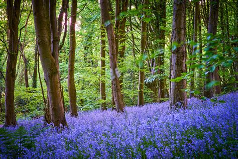 Why Blue Is The Color Of Spring In Hampshire England Marriott