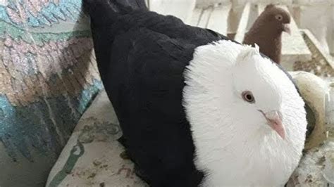 Most Beautiful Fancy Pigeon Breeds Beautiful Fancy Kabootar Youtube