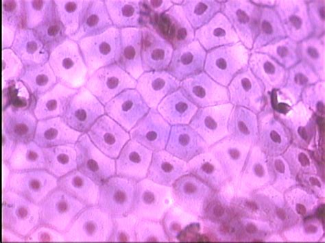 Anatomy And Physiology I Coursework Epithelial Tissues