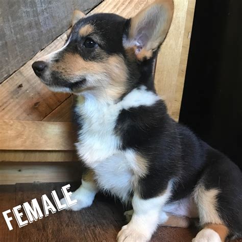 Find the perfect puppy for you and your family. Pembroke Welsh Corgi Puppies For Sale | Grove City, OH #279718