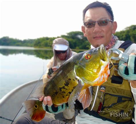 Sam dickie introduces kingfish and what it offers investors ». Peacock Bass Fishing in Malaysia with Bob — Sport Fishing Asia