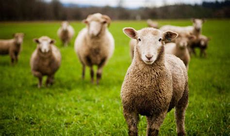 Top 10 Facts About Sheep And Moles Top 10 Facts Life