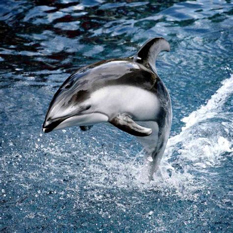 8 Interesting Facts About Dusky Dolphins Factopolis