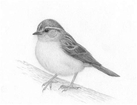 We can see a lot of birds with different shapes and sizes in this post we have included 50 stunning pencil bird drawings for your inspiration. Realistic Pencil Drawings of Birds - Fine Art Blogger ...