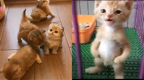 Cute Kittens Doing Funny Things Compilation 🐱 Funny Cat Videos 2019