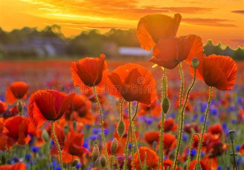 Poppies In Sunset Light Stock Photo Image Of Bright 105405142