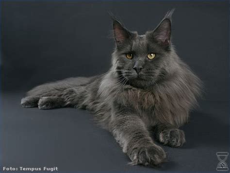 It is one of the oldest natural breeds in north america. 11 best Maine Coon - Blue Solid images on Pinterest ...