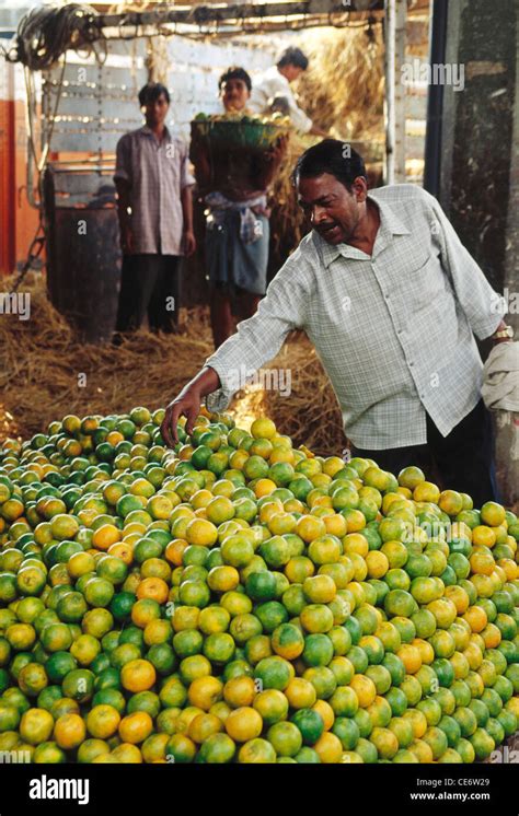 Hma 85248 Orange Fruit Seller At Wholesale Market Vashi Navi Mumbai
