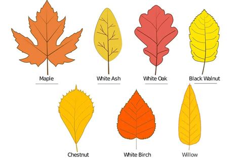 Types Of Oak Tree Leaves Environment Buddy