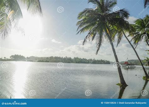 Green Coconut Trees On Tropical Island Stock Photo Image Of Palm