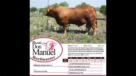Catálogo de semen Beefmaster Red Loin YouTube