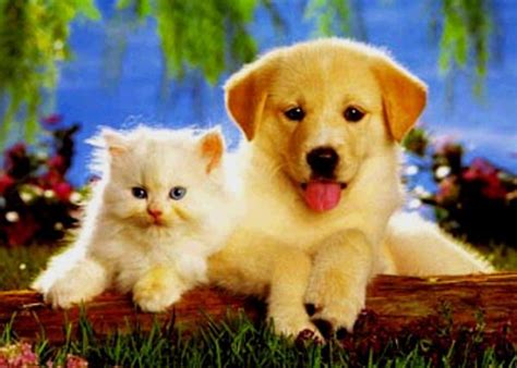 Pin By Kate On Pets That Make You Smile Kittens And Puppies Cute