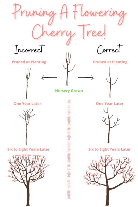 Proplanttips Flowering Cherry Tree Care In 2021 Flowering Cherry Tree