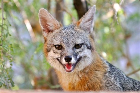 End0skeletal Grey Fox Juvenile And Vixen By