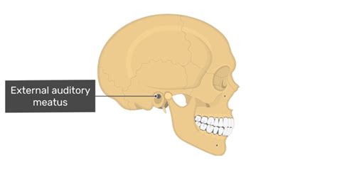 External Auditory Meatus Skull