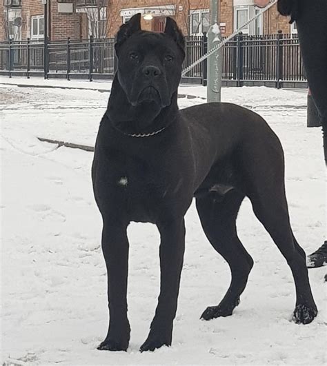 However, they are often misunderstood and can actually make excellent companions. Cane Corso 11months KC MAJOR | London, East London ...