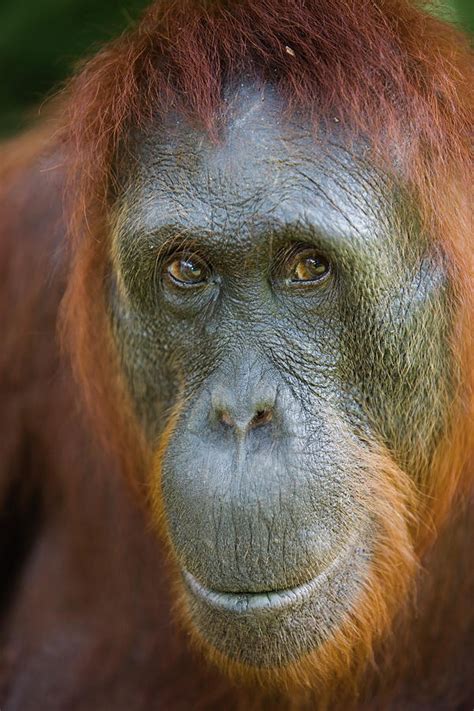 Orangutan Pongo Pygmaeus Female Orangutan Animals Beautiful Cute