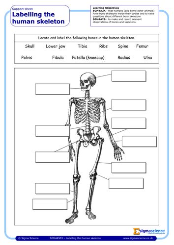 Sgm4as03 Labelling The Human Skeleton Teaching Resources
