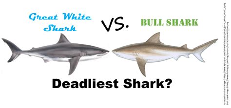 Preview and stats followed by live commentary, video highlights and match report. Deadliest shark: Great white vs. bull?