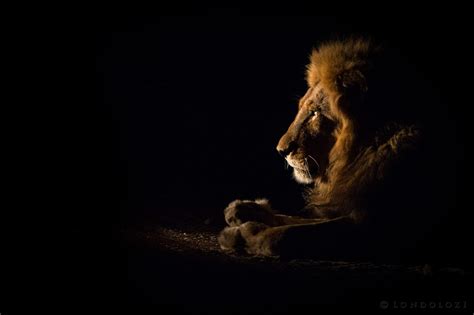 Why Animals Eyes Shine At Night Londolozi Blog