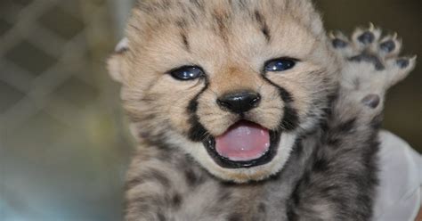 Baby Cheetah Says Hi Aww