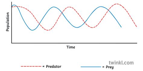 Predator Prey Relationship Graph Science Ks3 Illustration Twinkl