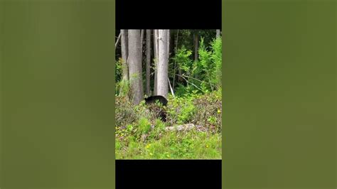 Unexpected Encounter Black Bear Sighting On Tofino S Scenic Road Youtube