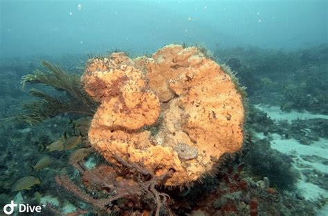 Im Having A Hard Time Distinguishing This Sponge In South Florida Is It A Clathrodes Or A