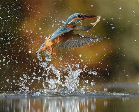 It Took Photographer Alan Mcfadyen 6 Years And 720000 Attempts To Get