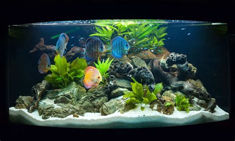 How To Set Up A Freshwater Aquarium Step By Step Fish Laboratory