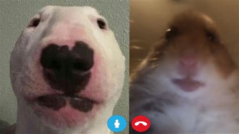 Hamster Hace Llamada En Skype Youtube