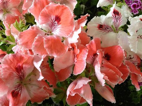 Pelargonium 'adriana' this plant came to us with the name 'adriana', but we can't find anything pelargonium 'covina' regal. Regal Pelargonium 'Lita' | Geranium flower, Pelargonium ...