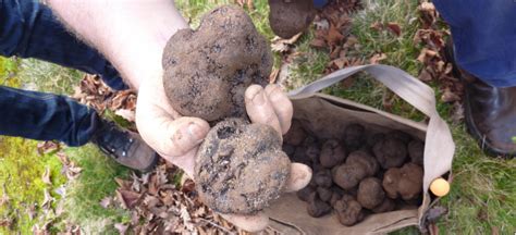 Cultivation Of Black Truffles In Western Australia Agriculture And Food