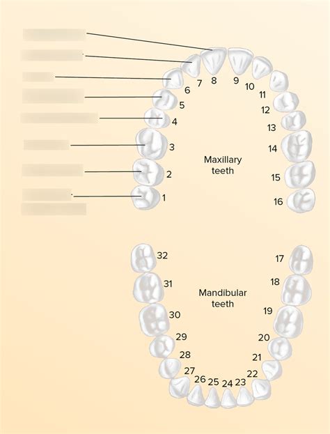 Adult Teeth Diagram Quizlet