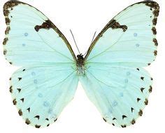 Weitere ideen zu schmetterling vorlage, schmetterlinge basteln, schmetterling. fragile butterfly | Weißer schmetterling, Tiere