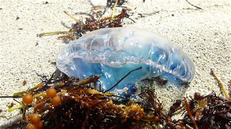 Miami Beach Alert Dangerous Jellyfish On The Beach GefÄhrliche Quallen